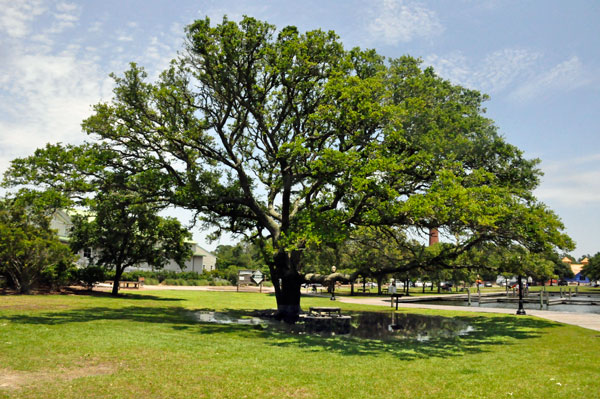 Live Oak tree